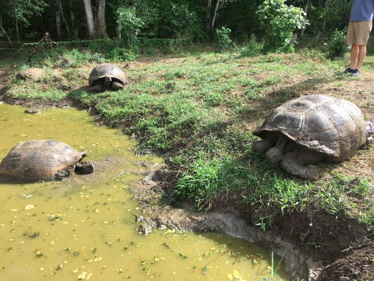 giant turtles