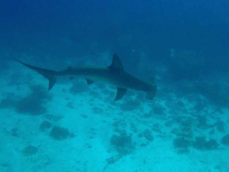 hammerhead galapagos