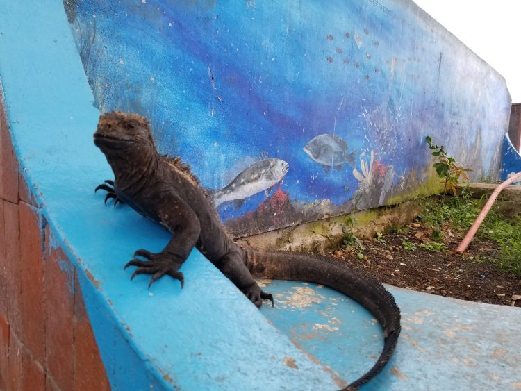 iguana