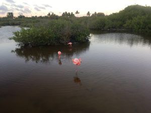 isabela flamingos