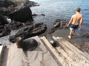 isla san cristobal sea lion