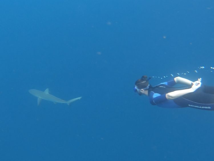 kicker rock shark_