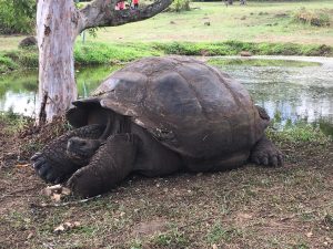 large tortise