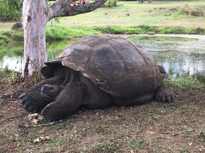 large tortise