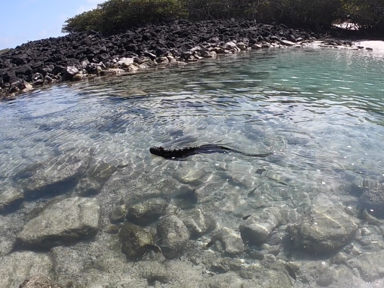 lizard swimming