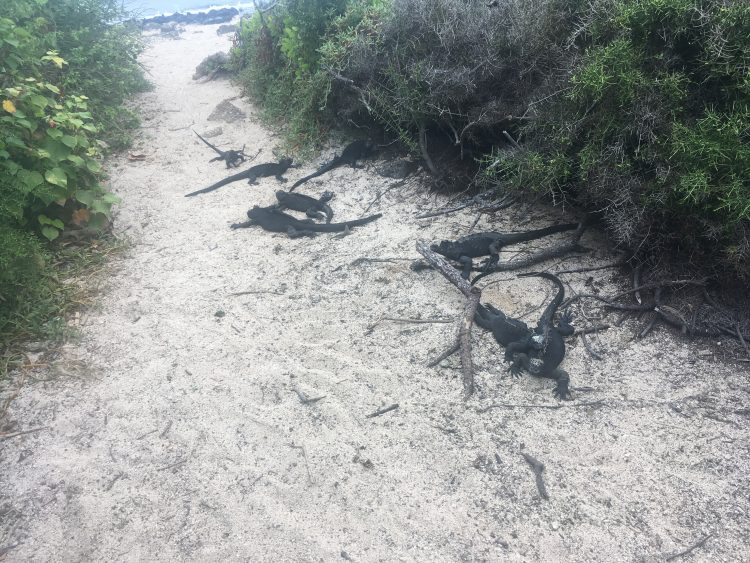 lizards in galapagos