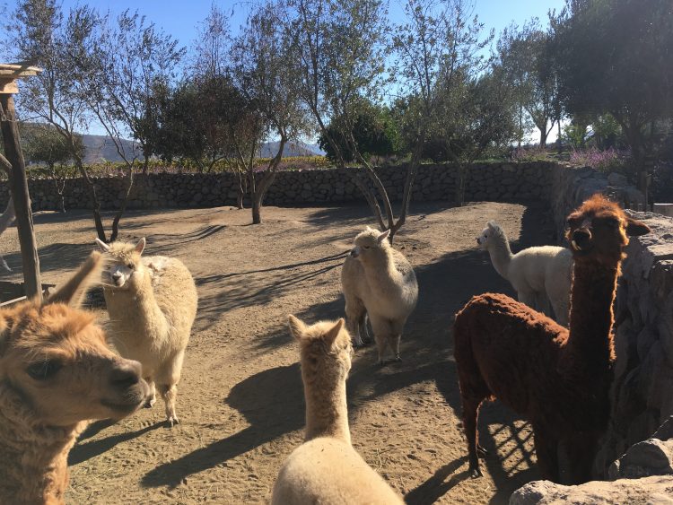 llamas at winery