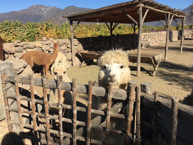 llamas chile at Vina Emiliana