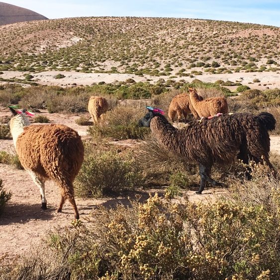 llamas san pedro de atacama