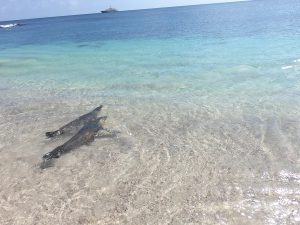 lobo marinos galapagos