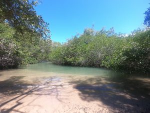 mangrove in ecuador