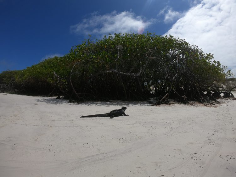 marine iguana