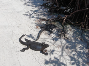 marine iguana galapagos