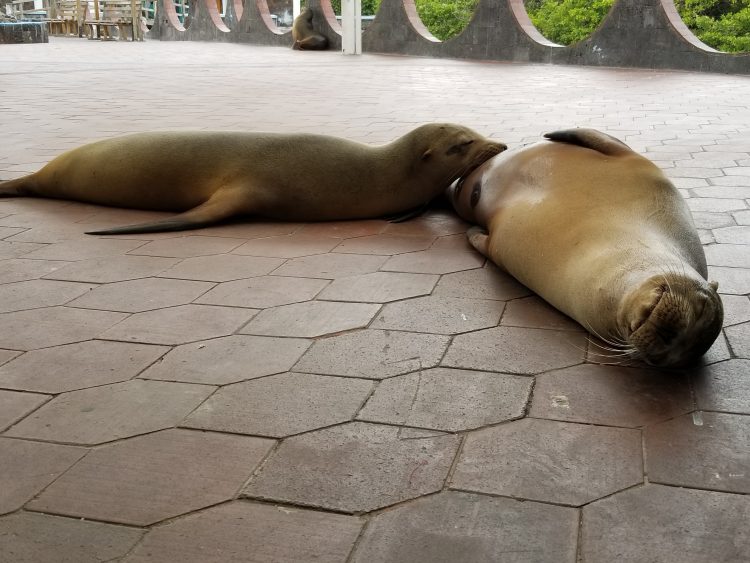 nursing sea lion