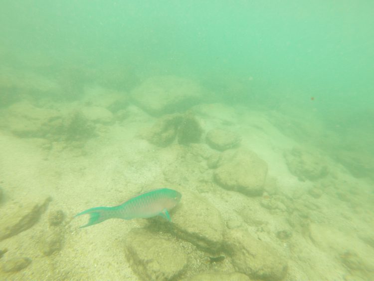 rainbow parrot fish