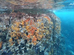 reef at kicker rock