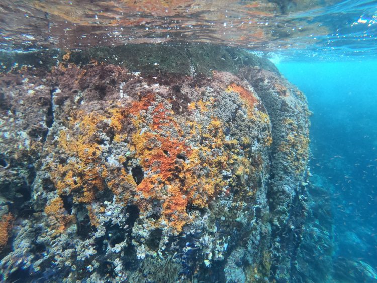 reef at kicker rock