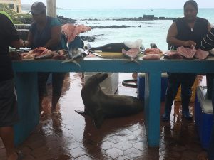 santa cruz fish market