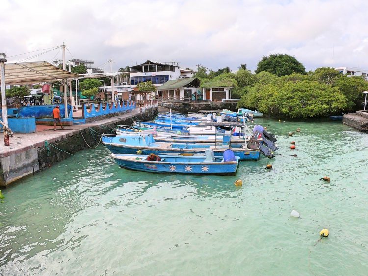 santa cruz galapagos