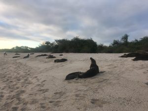 sea lion