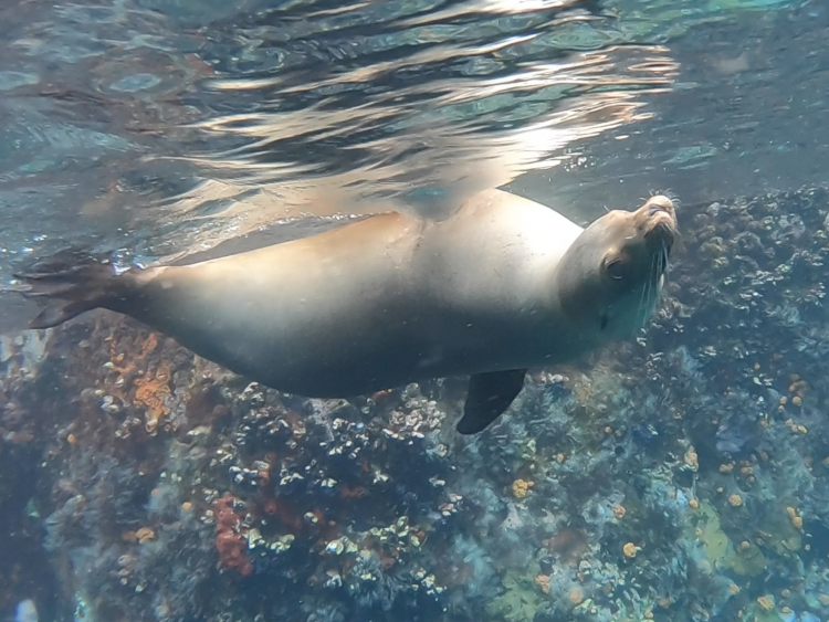 sea lion galapagos kicker rock_