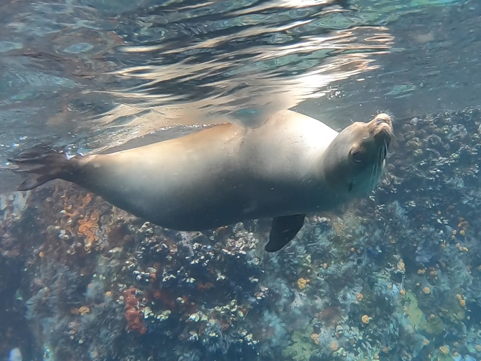 Galapagos Wildlife Bucket List: Sea Lion