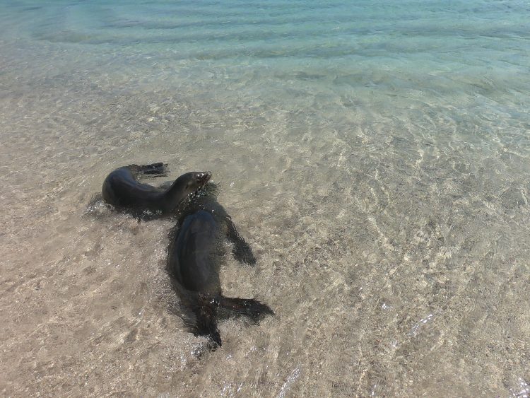 sea lion in surf