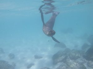 sea lion in the galapagos