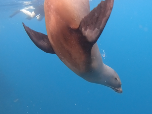 sea lion leon dormido_