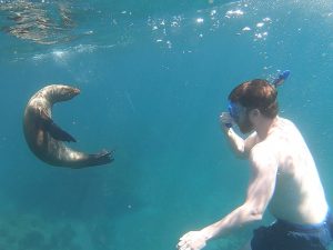 sea lion puppy