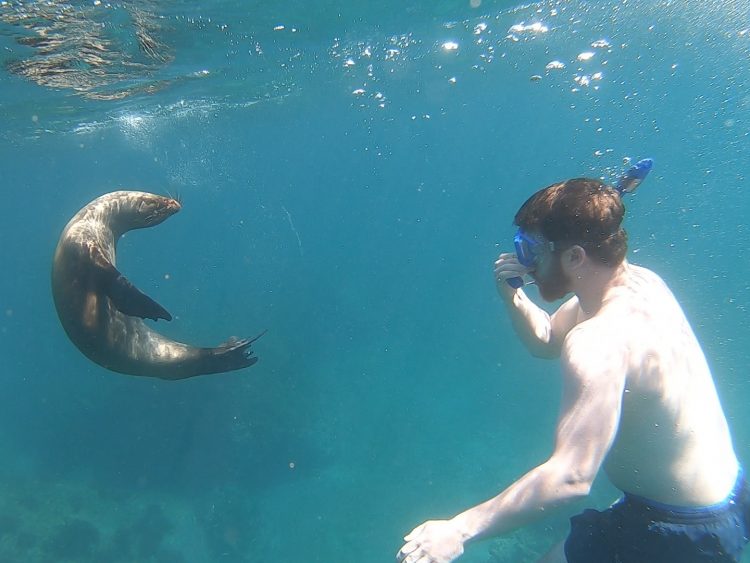 sea lion puppy