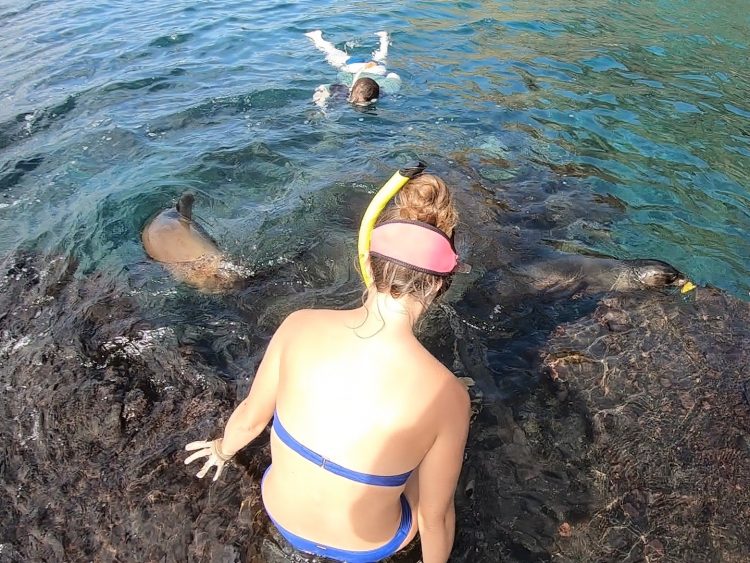 sea lion snorkel