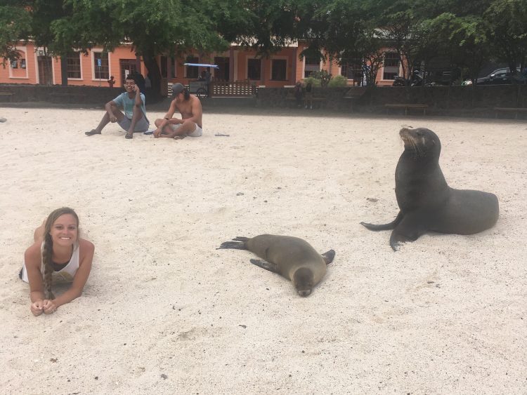 sea lions