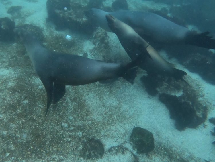 sea lions in san cristobal