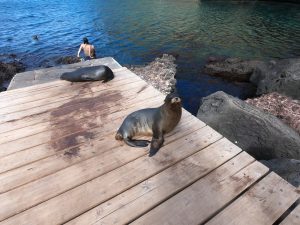 sea lions in san cristobal