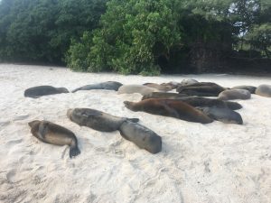 sea lions on sand