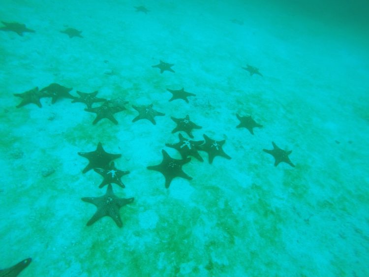 star fish