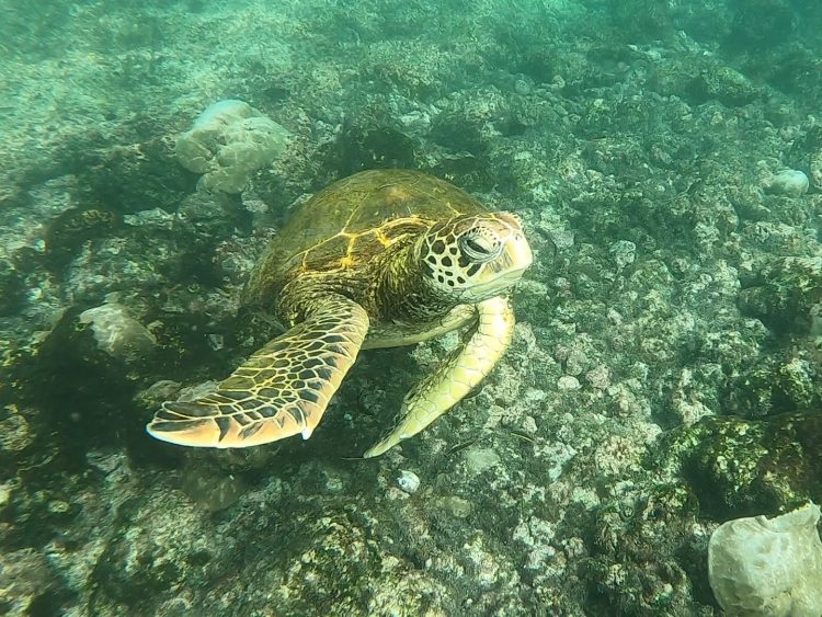 sea turtle