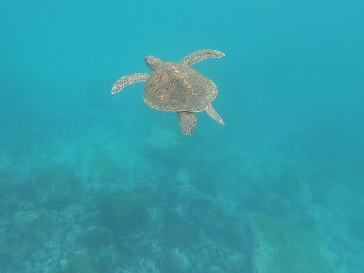 sea turtle ecuador