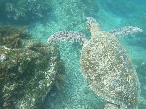 sea turtle in galapagos