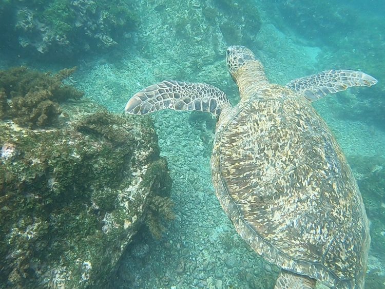sea turtle in galapagos