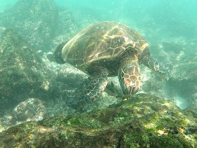 sea turtle in galapagos