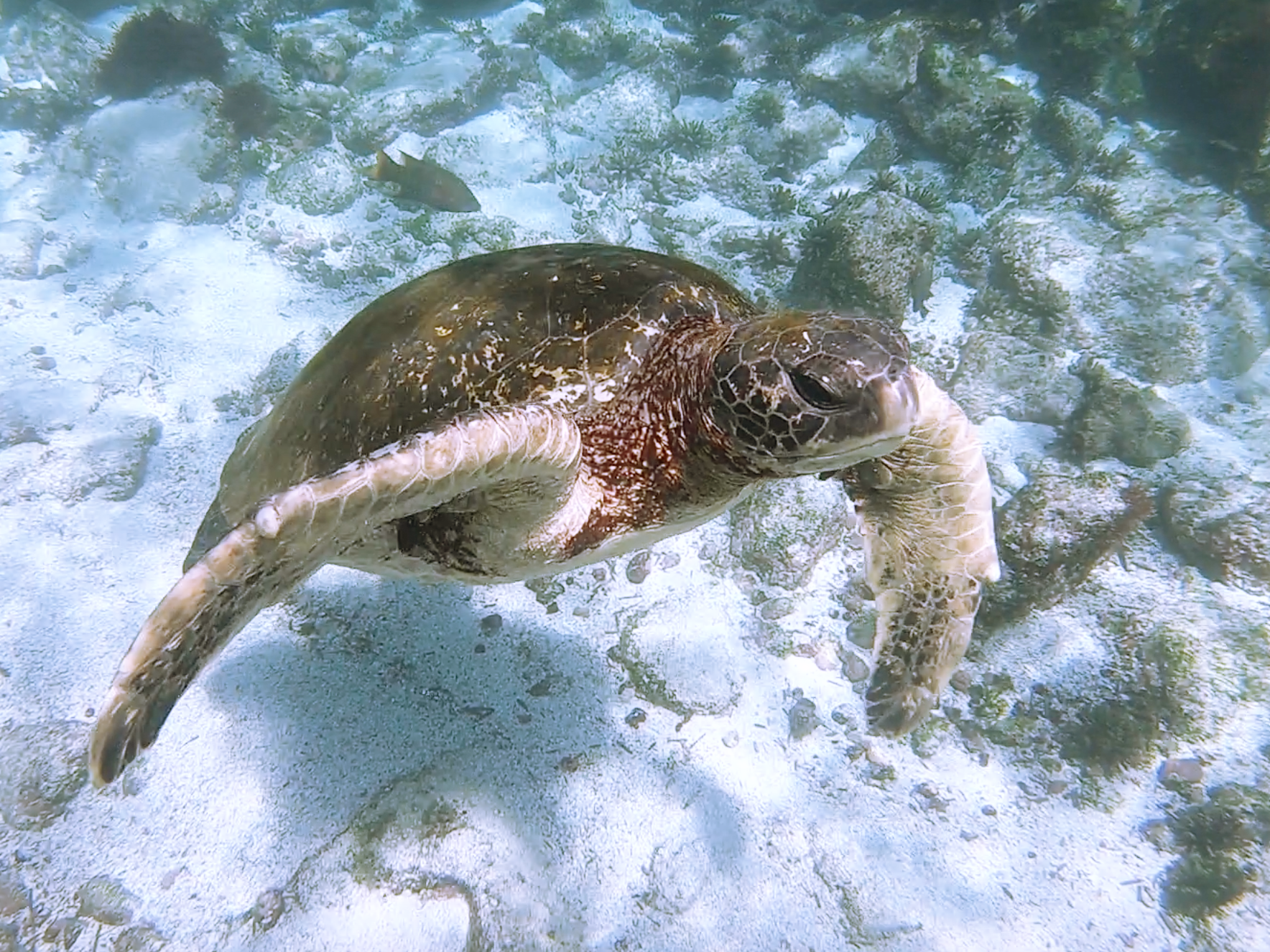 sea turtle in galapagos islands