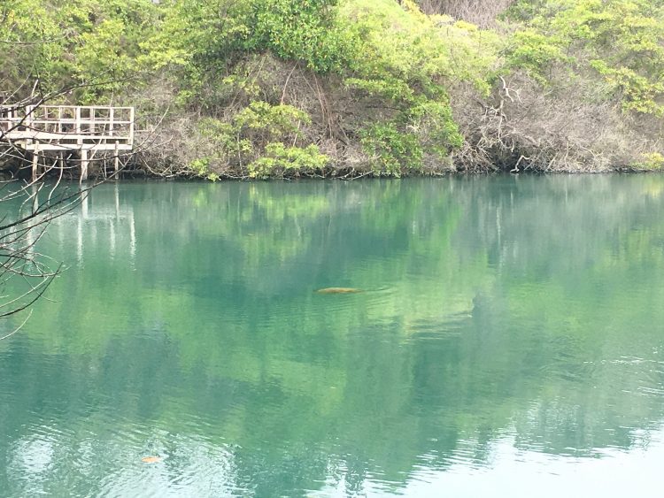 sea turtle in lagoon galapagos