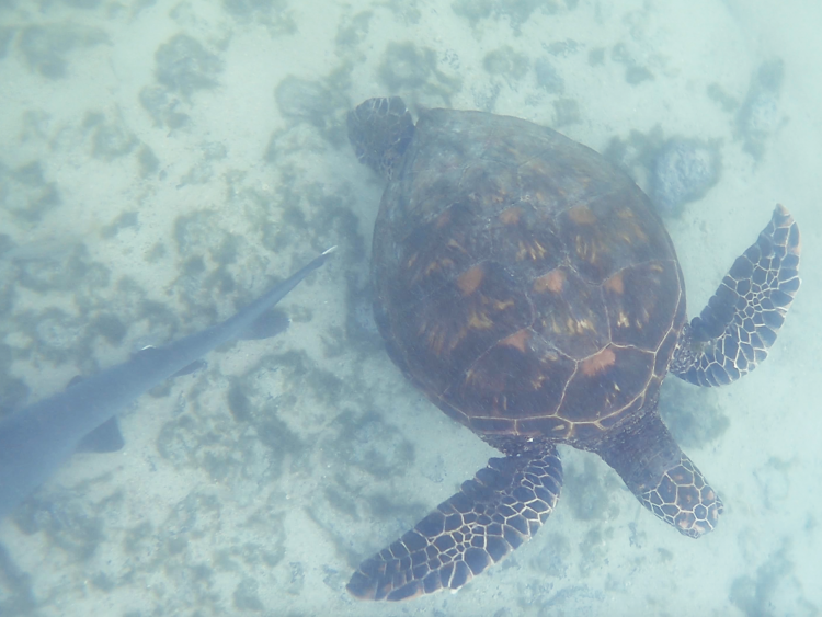 sea turtle__