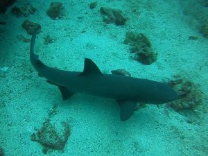shark galapagos