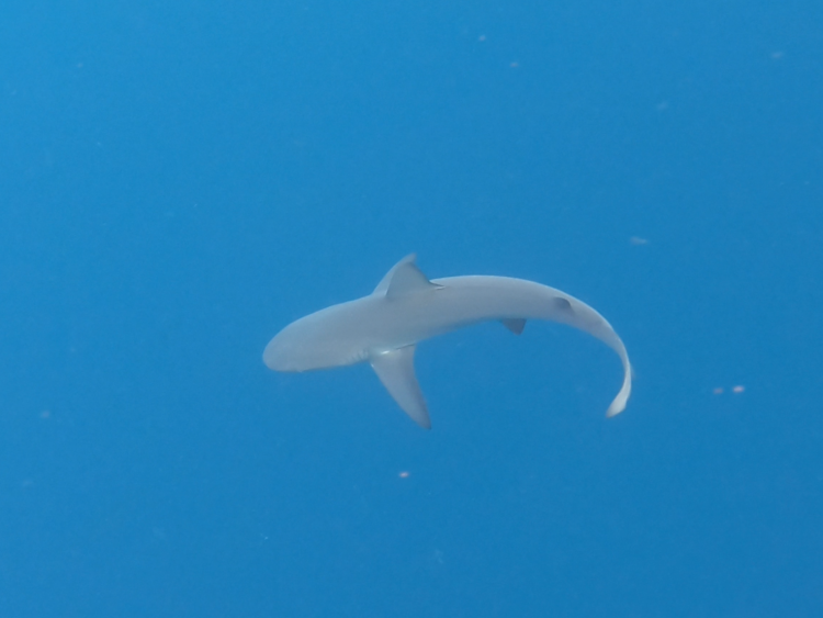 shark kicker rock_