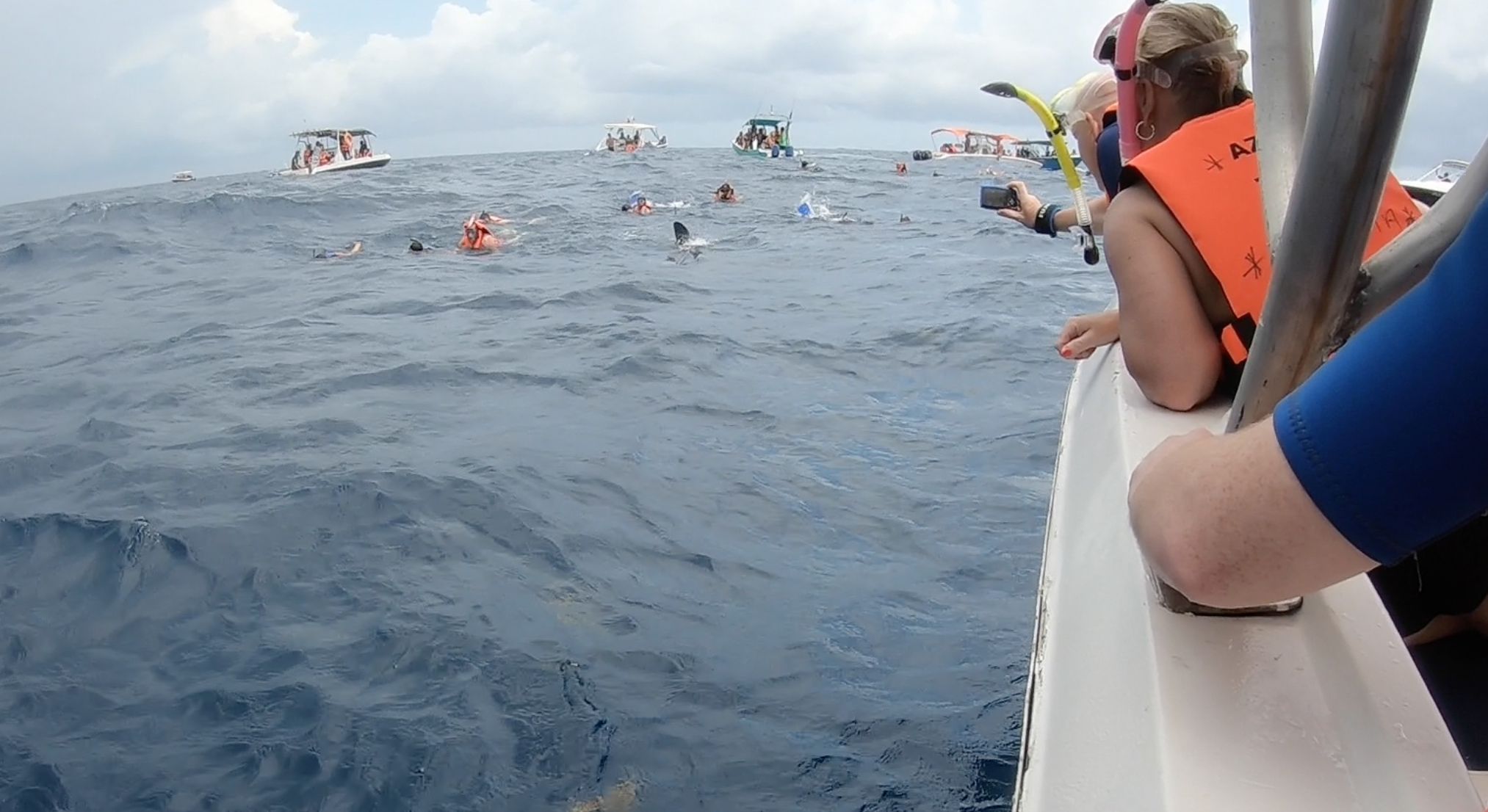 crowd swimming with whale sharks in Mexico