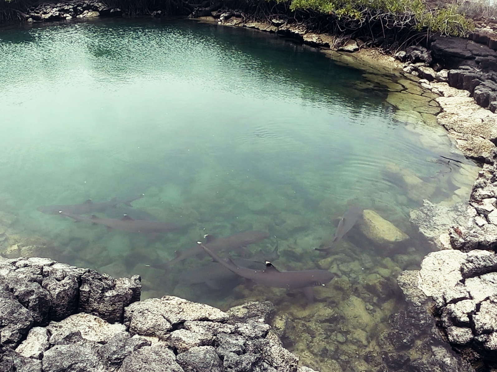 sharks in lagoon galapagos_