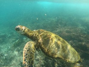 snorkeling with sea turtle